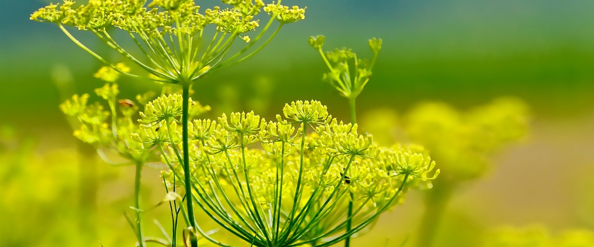 foeniculum (fenykl obecny)